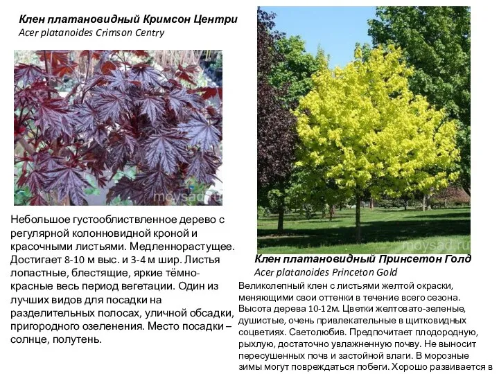 Клен платановидный Кримсон Центри Acer platanoides Crimson Centry Небольшое густооблиствленное дерево с