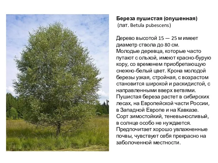Береза пушистая (опушенная) (лат. Betula pubescens) Дерево высотой 15 — 25 м