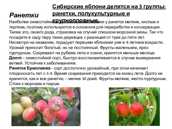 Сибирские яблони делятся на 3 группы: ранетки, полукультурные и крупноплодные. Ранетки Наиболее
