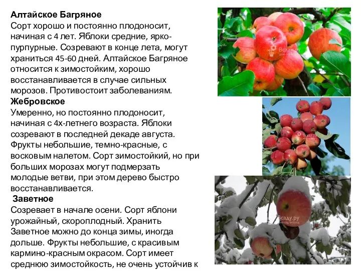 Алтайское Багряное Сорт хорошо и постоянно плодоносит, начиная с 4 лет. Яблоки