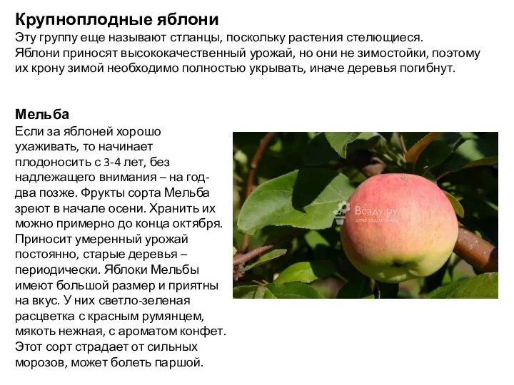 Мельба Если за яблоней хорошо ухаживать, то начинает плодоносить с 3-4 лет,