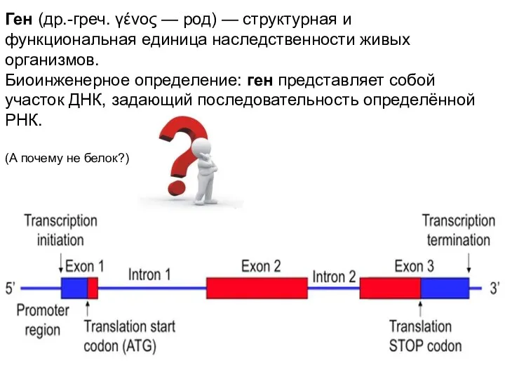 Ген (др.-греч. γένος — род) — структурная и функциональная единица наследственности живых