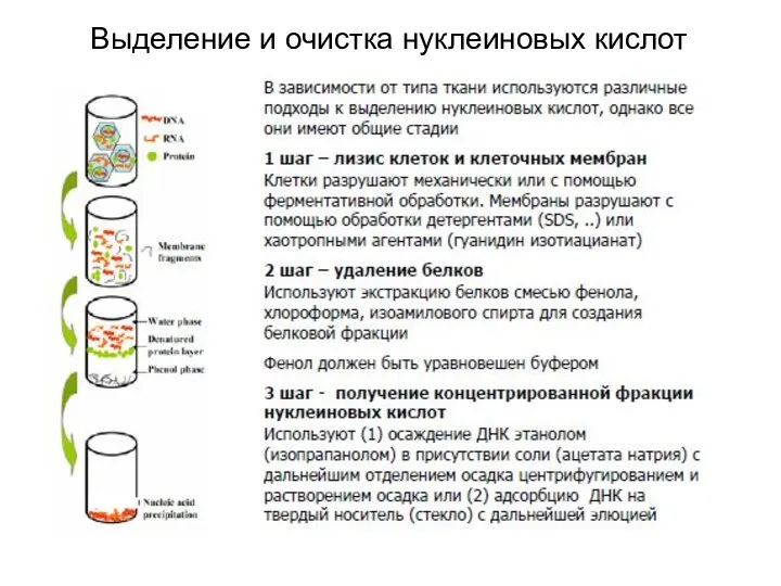 Выделение и очистка нуклеиновых кислот