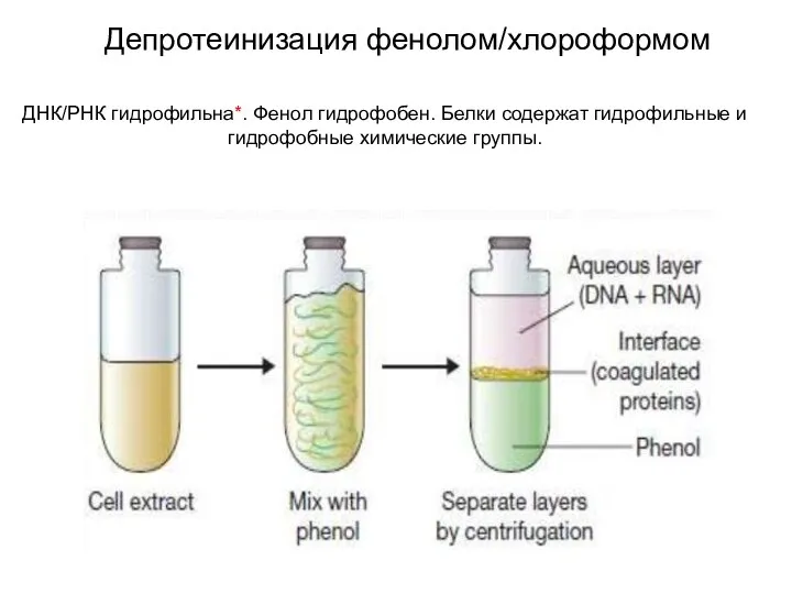 Депротеинизация фенолом/хлороформом ДНК/РНК гидрофильна*. Фенол гидрофобен. Белки содержат гидрофильные и гидрофобные химические группы.
