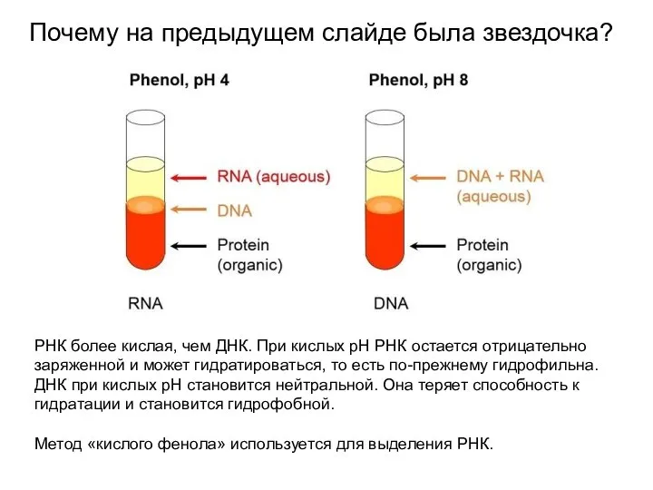 Почему на предыдущем слайде была звездочка? РНК более кислая, чем ДНК. При