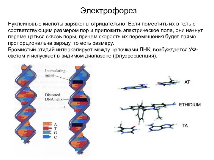 Электрофорез Нуклеиновые кислоты заряжены отрицательно. Если поместить их в гель с соответствующим