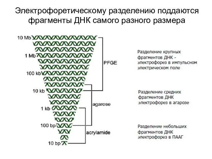 Электрофоретическому разделению поддаются фрагменты ДНК самого разного размера