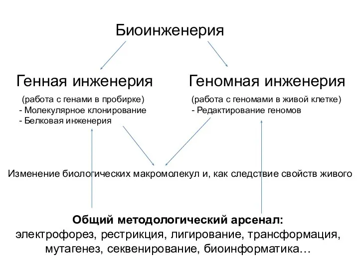 Биоинженерия Генная инженерия (работа с генами в пробирке) Молекулярное клонирование Белковая инженерия