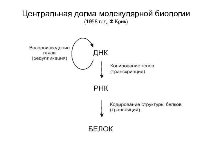 Центральная догма молекулярной биологии (1958 год, Ф.Крик)