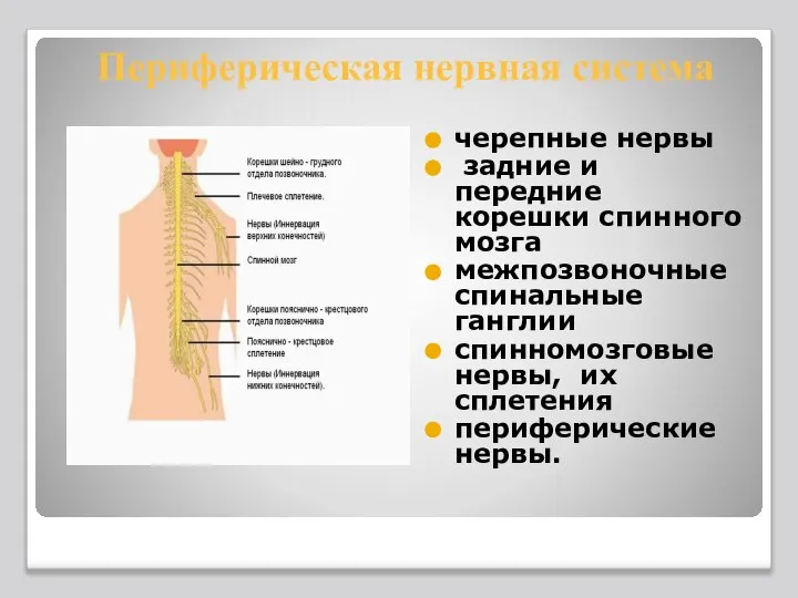 Периферическая нервная система черепные нервы задние и передние корешки спинного мозга межпозвоночные