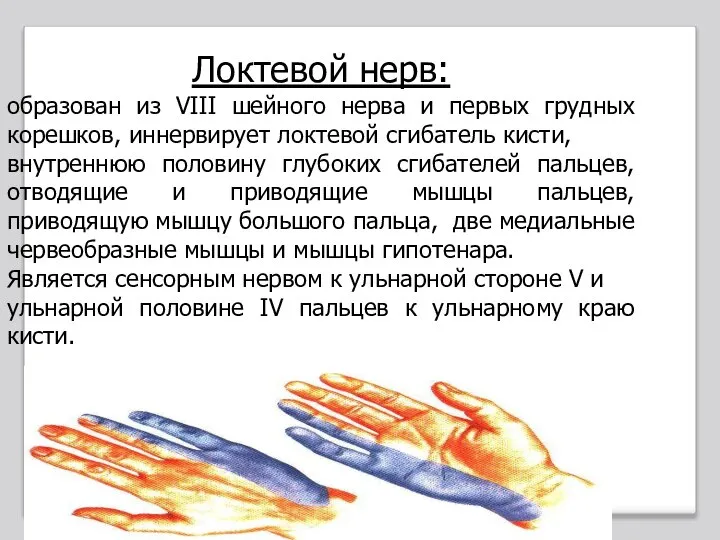 Локтевой нерв: образован из VIII шейного нерва и первых грудных корешков, иннервирует