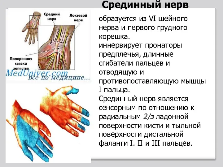 Срединный нерв образуется из VI шейного нерва и первого грудного корешка. иннервирует