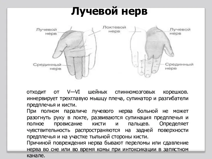 отходит от V—VI шейных спинномозговых корешков. иннервирует трехглавую мышцу плеча, супинатор и