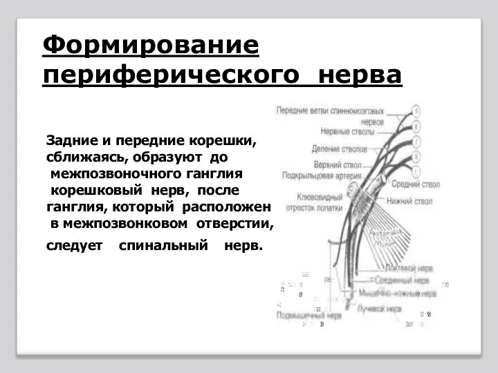 Задние и передние корешки, сближаясь, образуют до межпозвоночного ганглия корешковый нерв, после