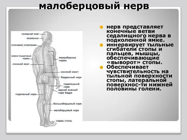 малоберцовый нерв нерв представляет конечные ветви седалищного нерва в подколенной ямке. иннервирует