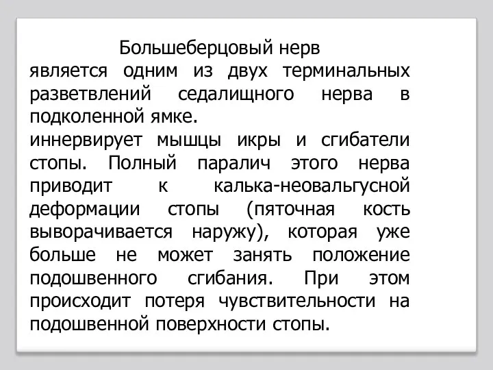 Большеберцовый нерв является одним из двух терминальных разветвлений седалищного нерва в подколенной