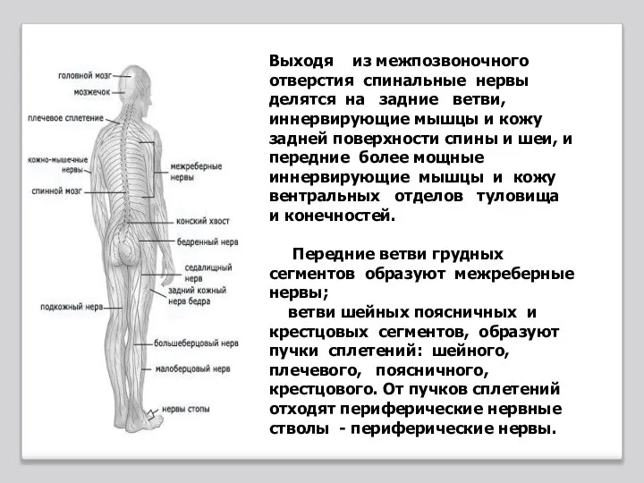 Выходя из межпозвоночного отверстия спинальные нервы делятся на задние ветви, иннервирующие мышцы