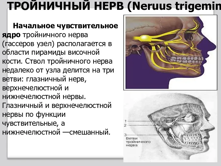 Начальное чувствительное ядро тройничного нерва (гассеров узел) располагается в области пирамиды височной