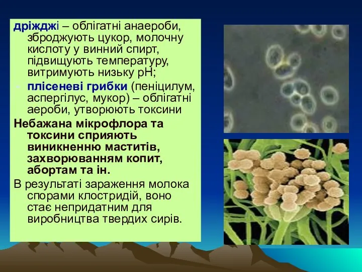 дріжджі – облігатні анаероби, зброджують цукор, молочну кислоту у винний спирт, підвищують