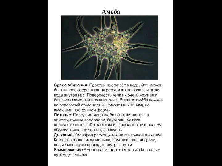 Амеба Среда обитания: Простейшее живёт в воде. Это может быть и вода