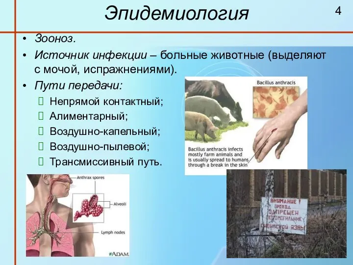 Эпидемиология Зооноз. Источник инфекции – больные животные (выделяют с мочой, испражнениями). Пути