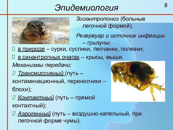 Эпидемиология в природе – сурки, суслики, песчанки, полевки; в синантропных очагах –