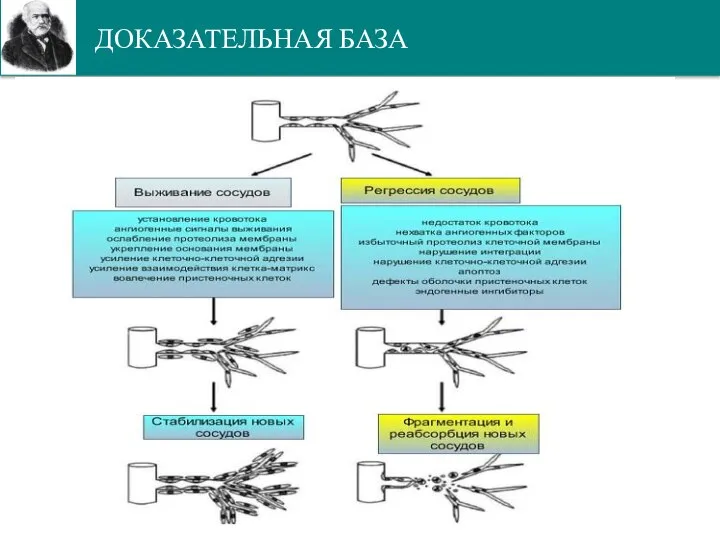 ДОКАЗАТЕЛЬНАЯ БАЗА