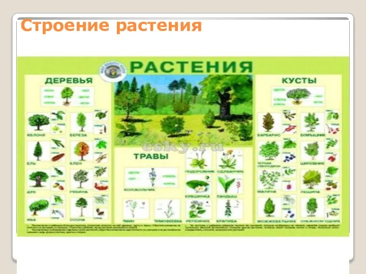 Строение растения