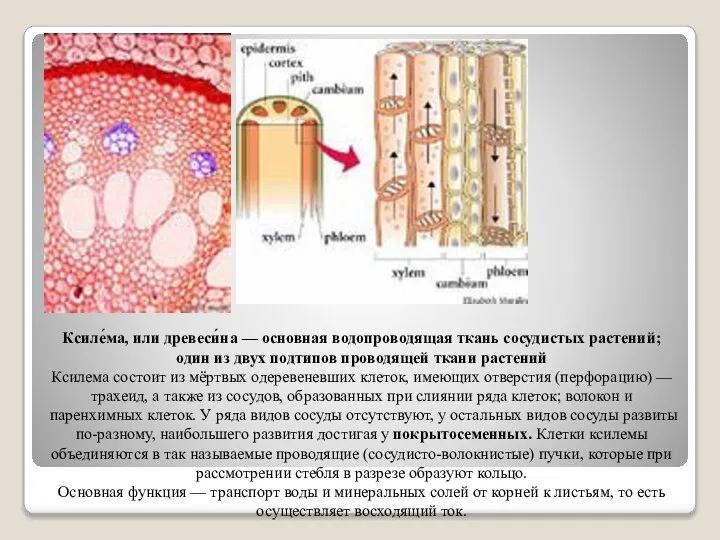 Ксиле́ма, или древеси́на — основная водопроводящая ткань сосудистых растений; один из двух