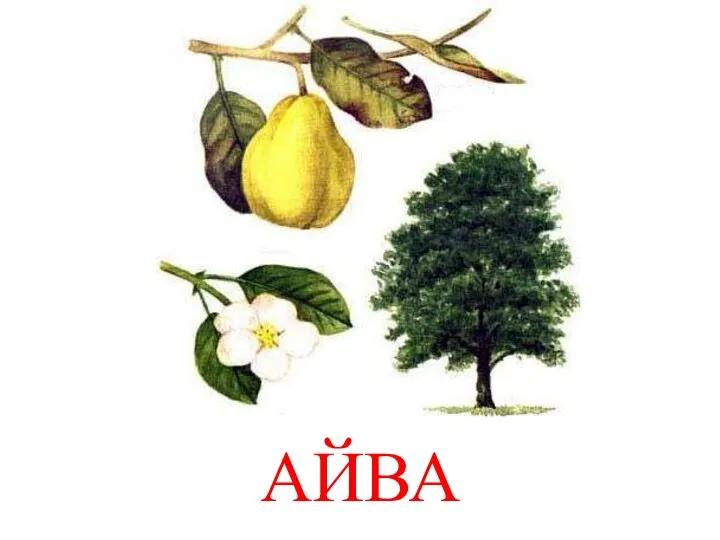 АЙВА