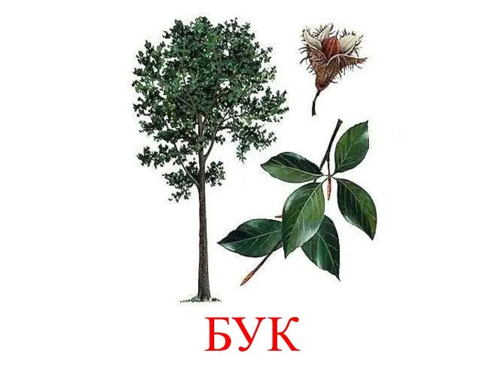 БУК