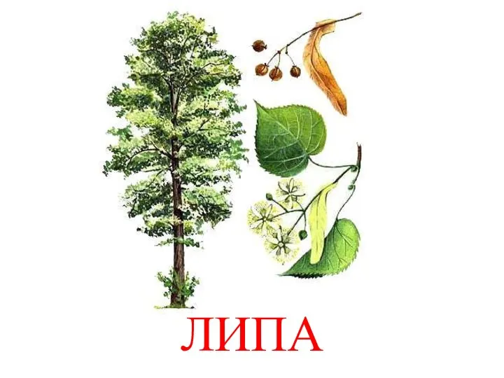 ЛИПА