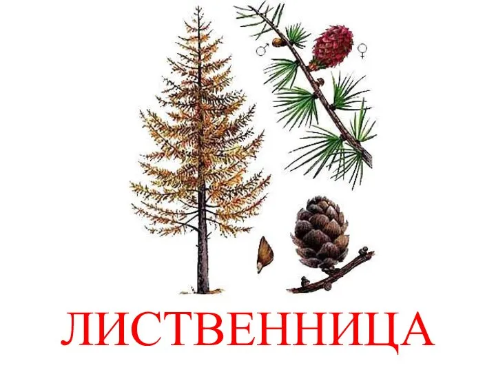 ЛИСТВЕННИЦА