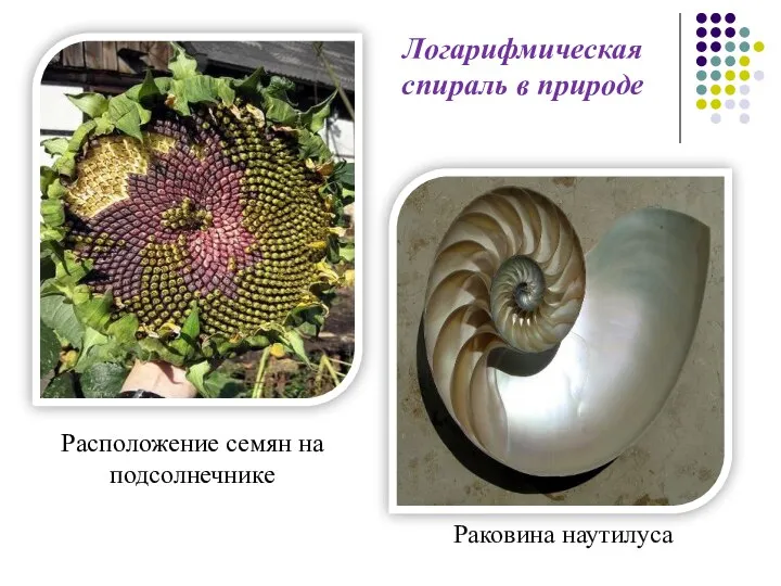 Логарифмическая спираль в природе Расположение семян на подсолнечнике Раковина наутилуса