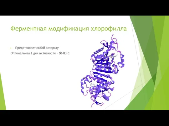 Ферментная модификация хлорофилла Представляет собой эстеразу Оптимальная t для активности – 60-83 C