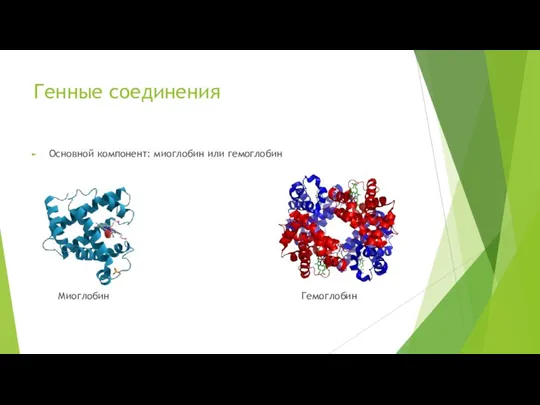 Генные соединения Основной компонент: миоглобин или гемоглобин Миоглобин Гемоглобин