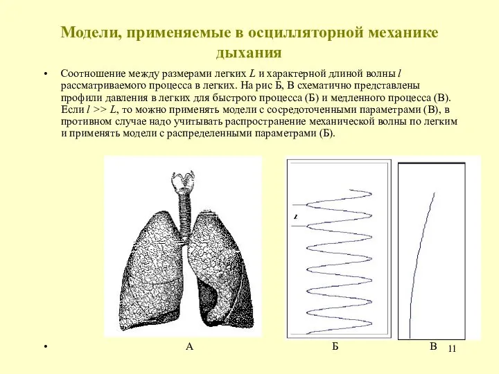 Модели, применяемые в осцилляторной механике дыхания Соотношение между размерами легких L и