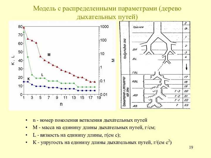 Модель с распределенными параметрами (дерево дыхательных путей) n - номер поколения ветвления