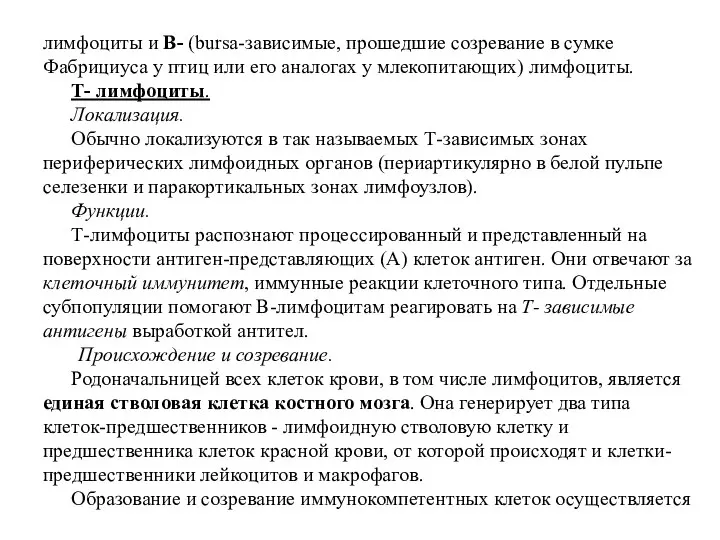 лимфоциты и В- (bursa-зависимые, прошедшие созревание в сумке Фабрициуса у птиц или