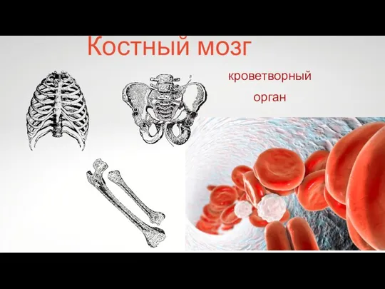 Костный мозг кроветворный орган