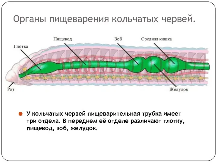 Органы пищеварения кольчатых червей. У кольчатых червей пищеварительная трубка имеет три отдела.