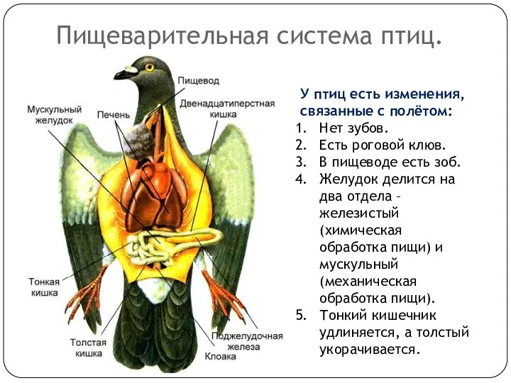 Пищеварительная система птиц. У птиц есть изменения, связанные с полётом: Нет зубов.