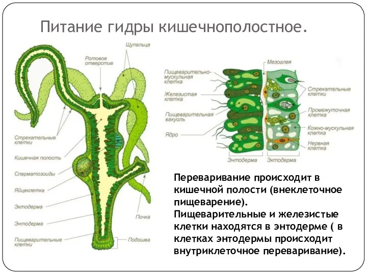 Питание гидры кишечнополостное. Переваривание происходит в кишечной полости (внеклеточное пищеварение). Пищеварительные и