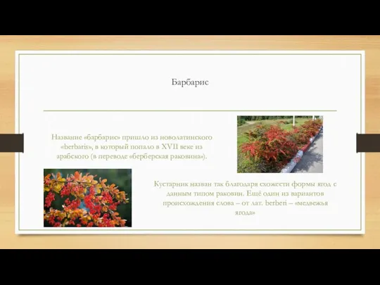 Барбарис Название «барбарис» пришло из новолатинского «berbaris», в который попало в XVII