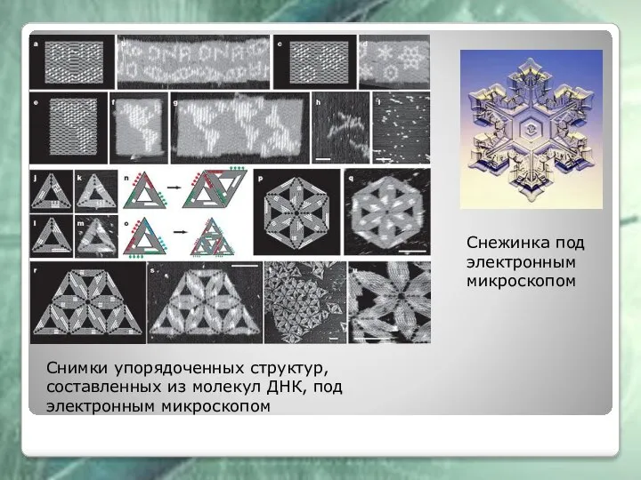 Снимки упорядоченных структур, составленных из молекул ДНК, под электронным микроскопом Снежинка под электронным микроскопом