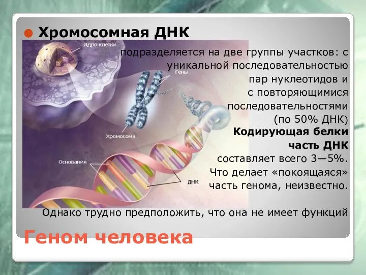 Геном человека Хромосомная ДНК подразделяется на две группы участков: с уникальной последовательностью