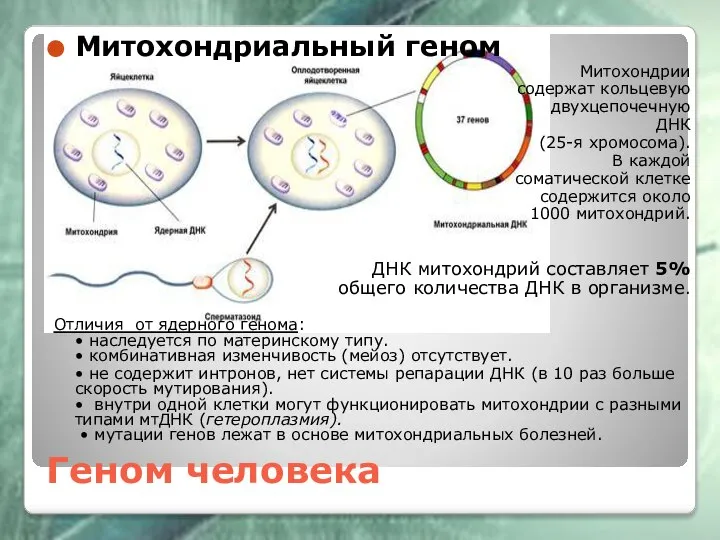 Геном человека Митохондриальный геном Митохондрии содержат кольцевую двухцепочечную ДНК (25-я хромосома). В