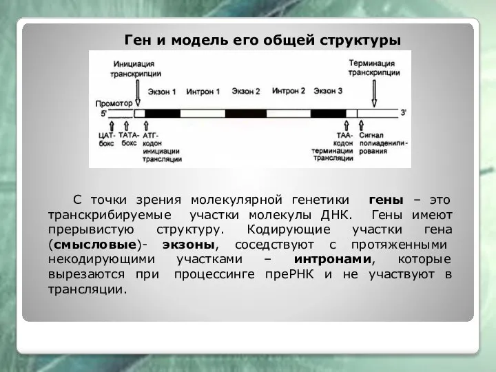 Ген и модель его общей структуры С точки зрения молекулярной генетики гены