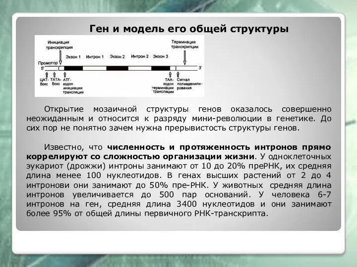 Ген и модель его общей структуры Открытие мозаичной структуры генов оказалось совершенно