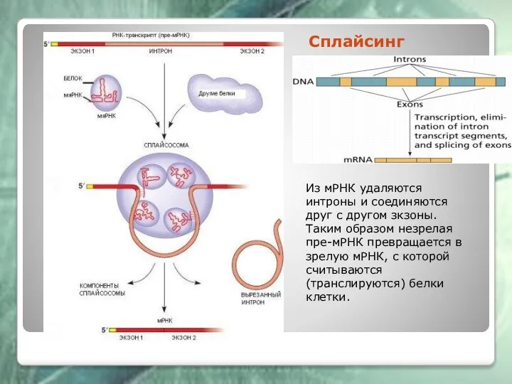 Сплайсинг Из мРНК удаляются интроны и соединяются друг с другом зкзоны. Таким